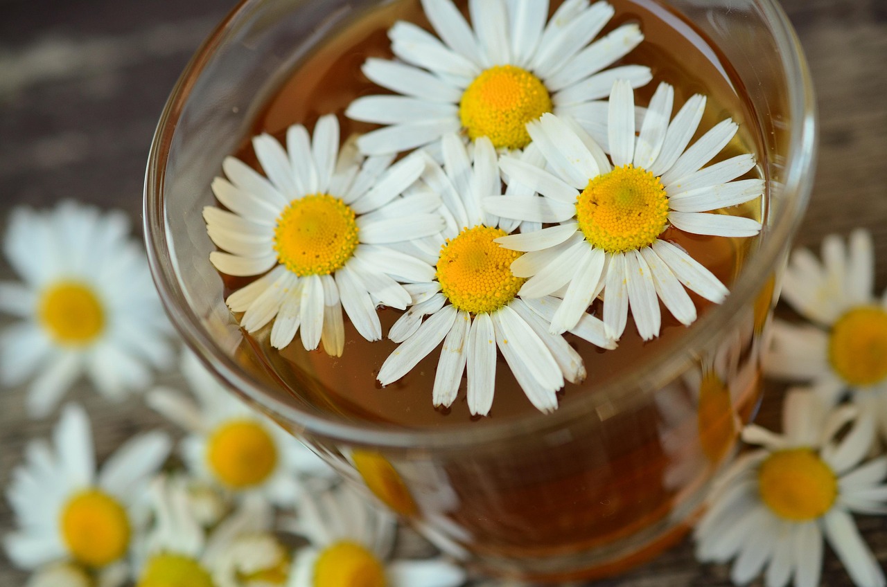 chamomile 829220 1280